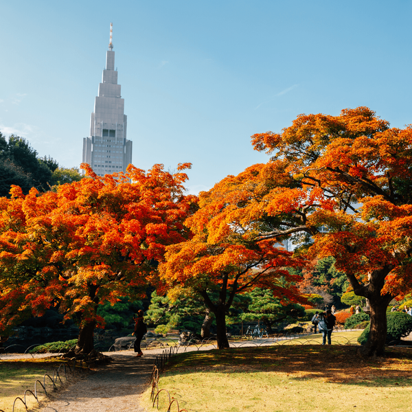 Érables Momiji aux couleurs d'automne dans le jardin Shinjuku Gyoen avec la tour NTT Docomo en arrière-plan à Tokyo, une étape incontournable conseillée par Shanti Travel pour admirer le contraste entre nature et modernité au Japon.