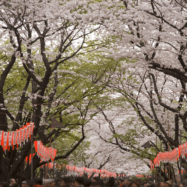 Contraste saisissant au jardin Shinjuku Gyoen de Tokyo entre les érables flamboyants (Momiji) et l'architecture moderne, une étape conseillée par Shanti Travel pour découvrir l'automne au Japon.