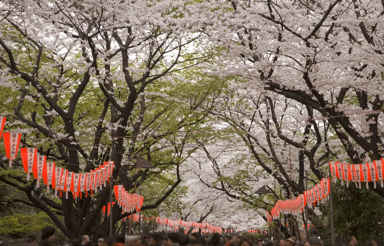 allée de cerisiers en fleurs blanches et roses sakura formant une voute au dessus de lanternes rouges suspendues au parc d ueno a tokyo