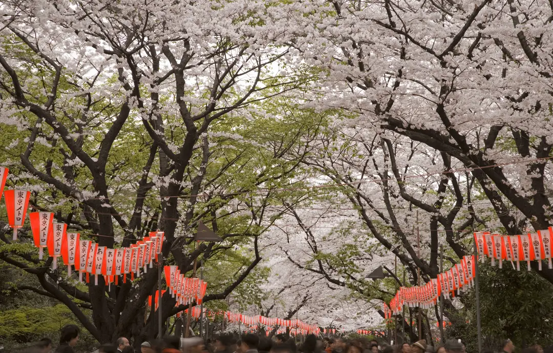 allée de cerisiers en fleurs blanches et roses sakura formant une voute au dessus de lanternes rouges suspendues au parc d ueno a tokyo