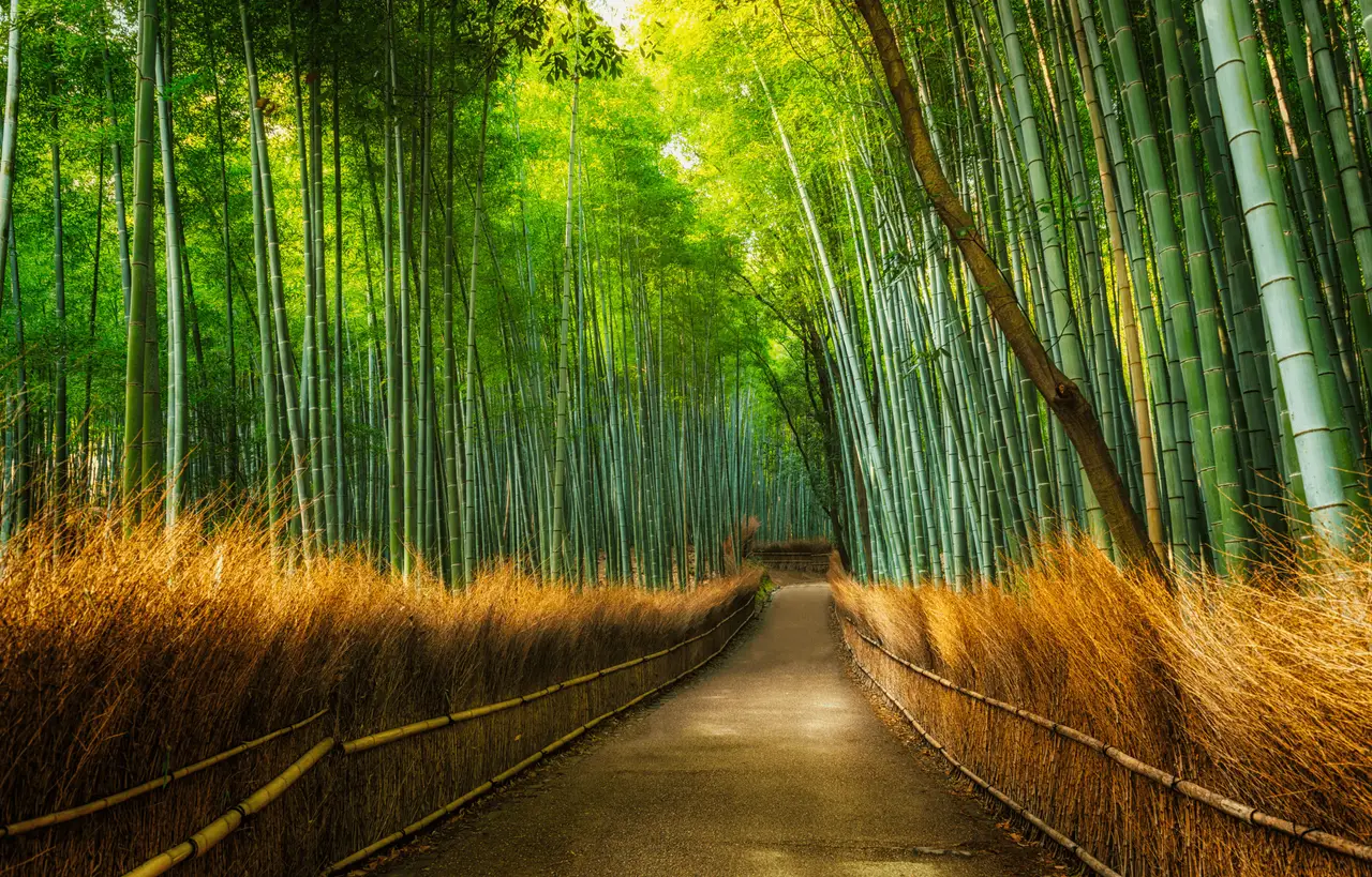 Ein von hohen grünen Bambussprossen gesäumter Pfad im Arashiyama Bambuswald in Kyoto