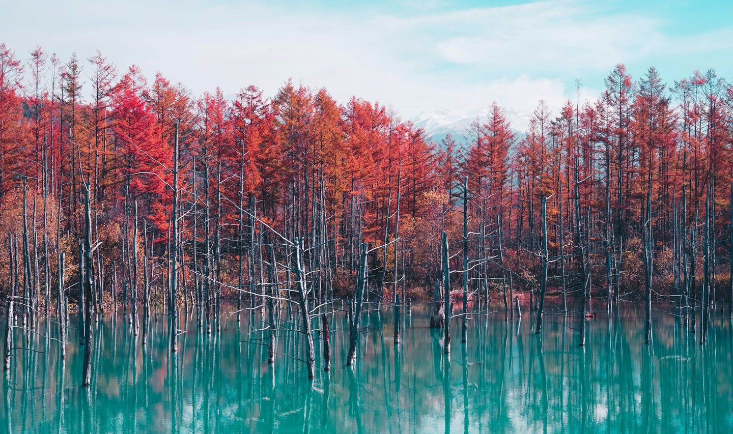 Forêt d'automne à Hokkaido