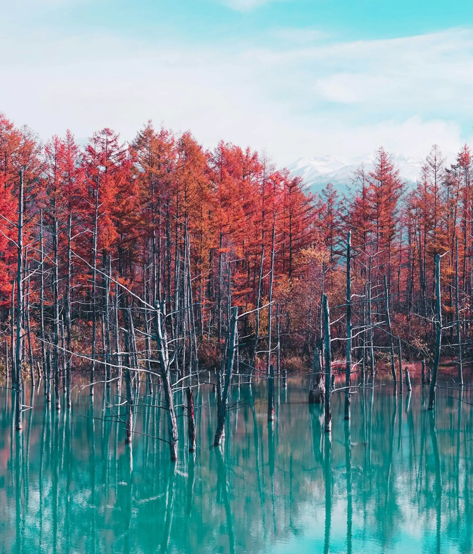 Forêt d'automne à Hokkaido