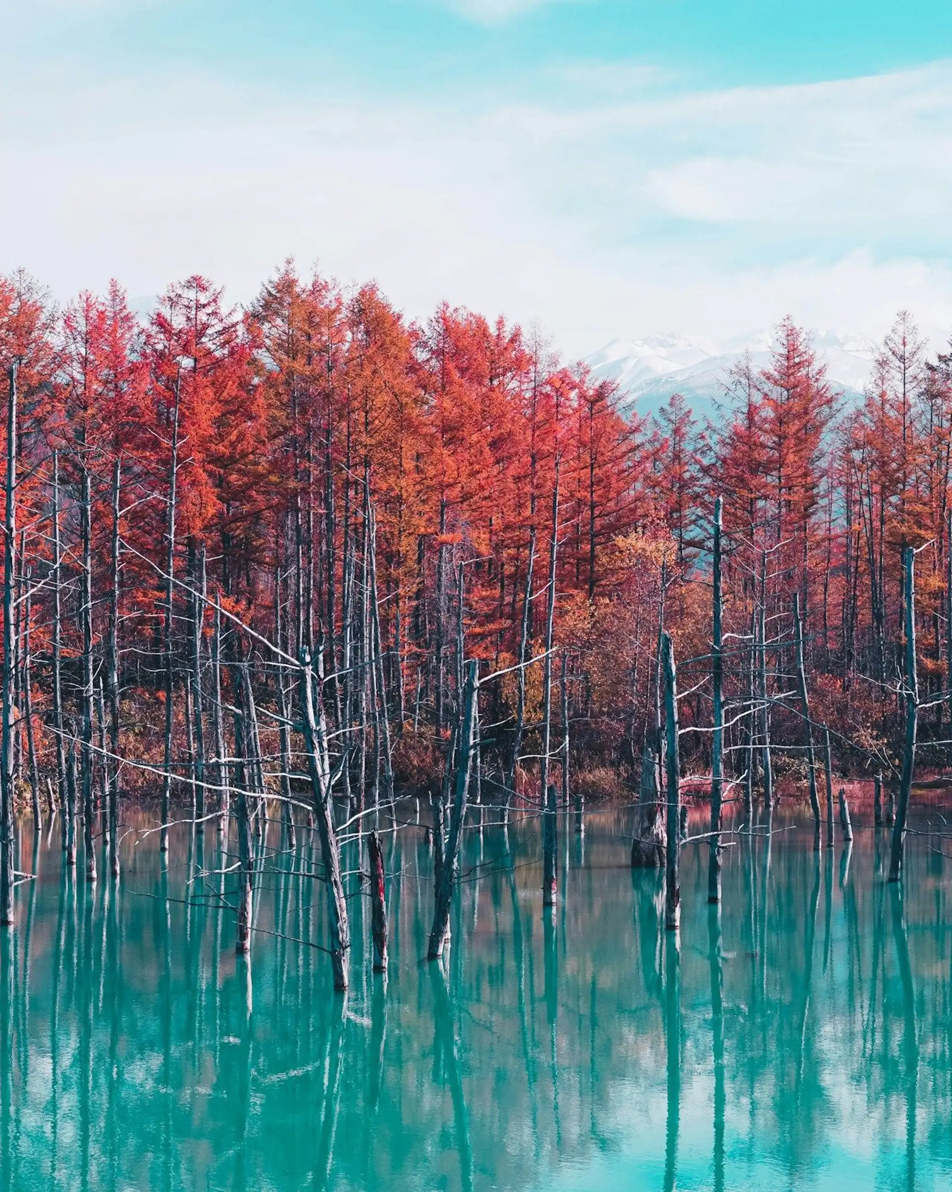 Voyage au Japon — Un chat d'Iriomote, espèce sauvage endémique rare, dans la forêt tropicale de l'archipel d'Okinawa.