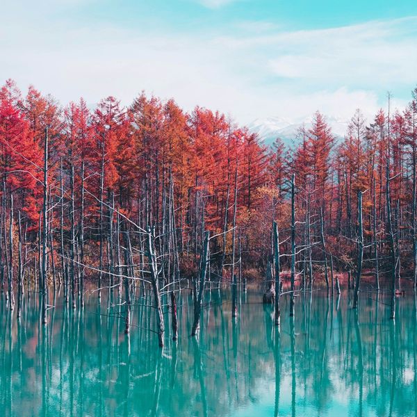 Forêt d'automne à Hokkaido