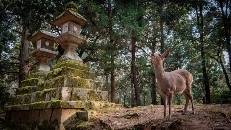 Voyage au Japon - Cerfs du parc du temple de Nara