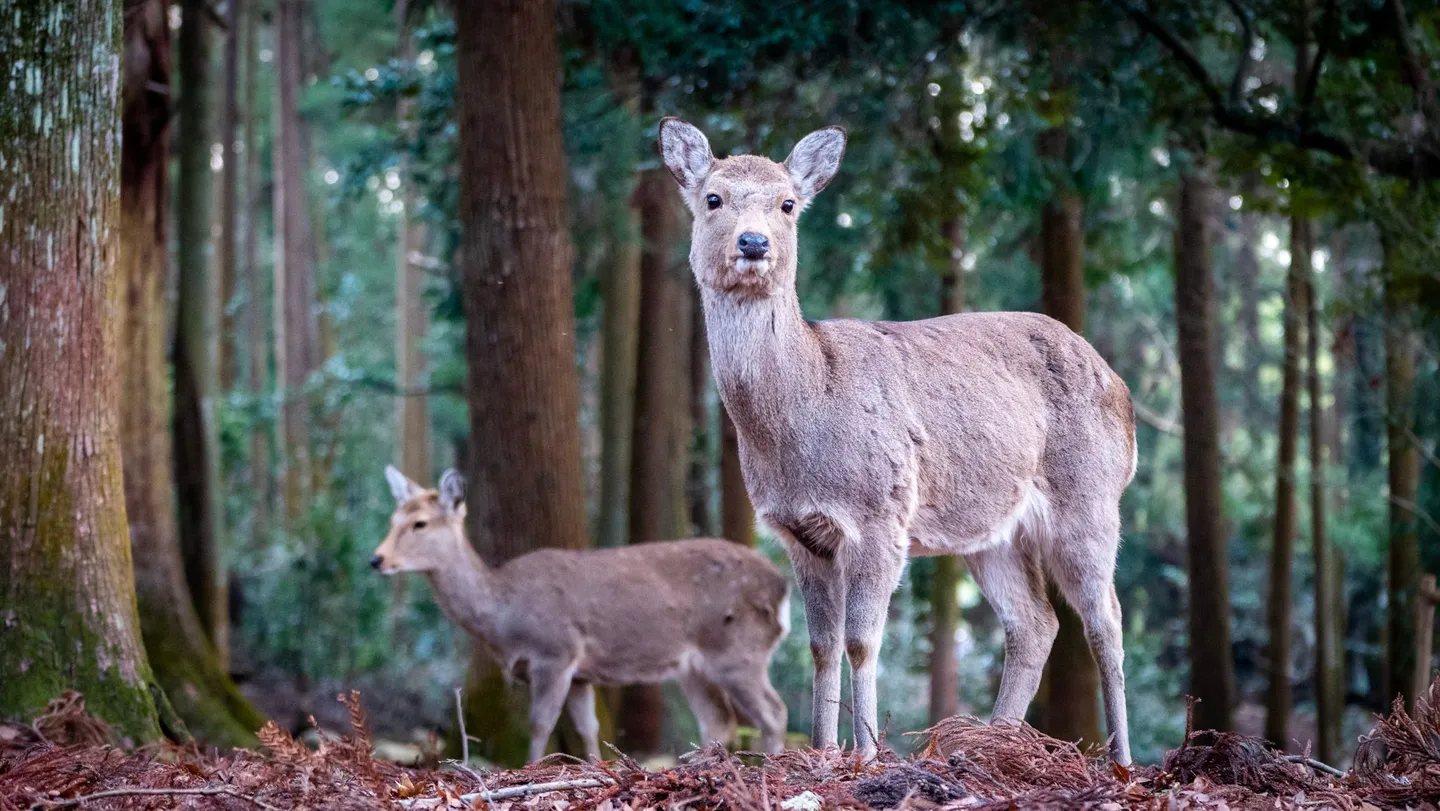 Voyage au Japon - Cerfs du parc du temple de Nara