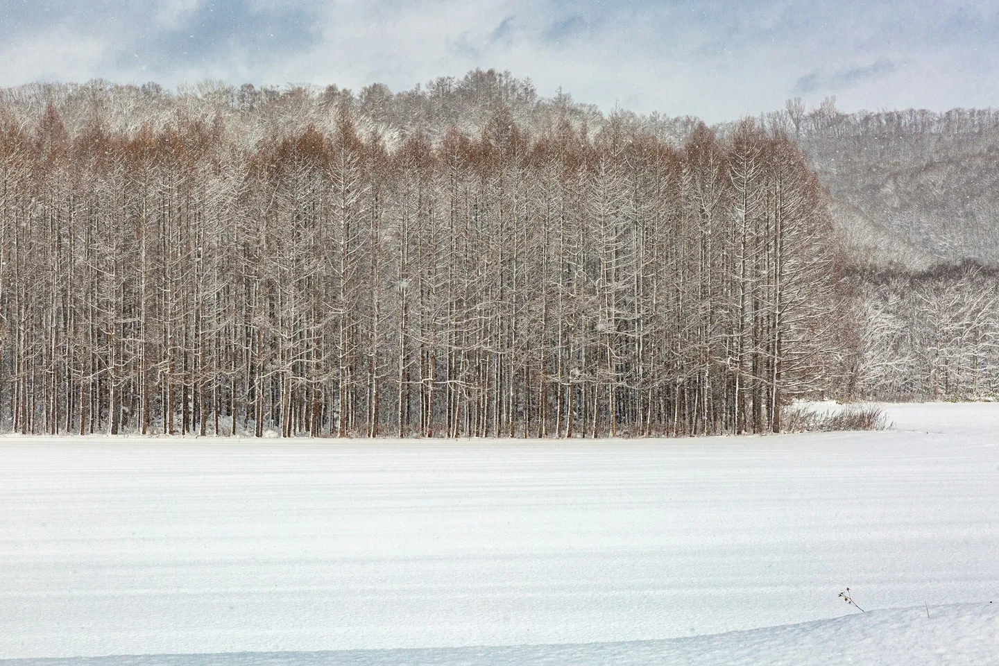 Japan Niseko forest winter-unsplash.jpg