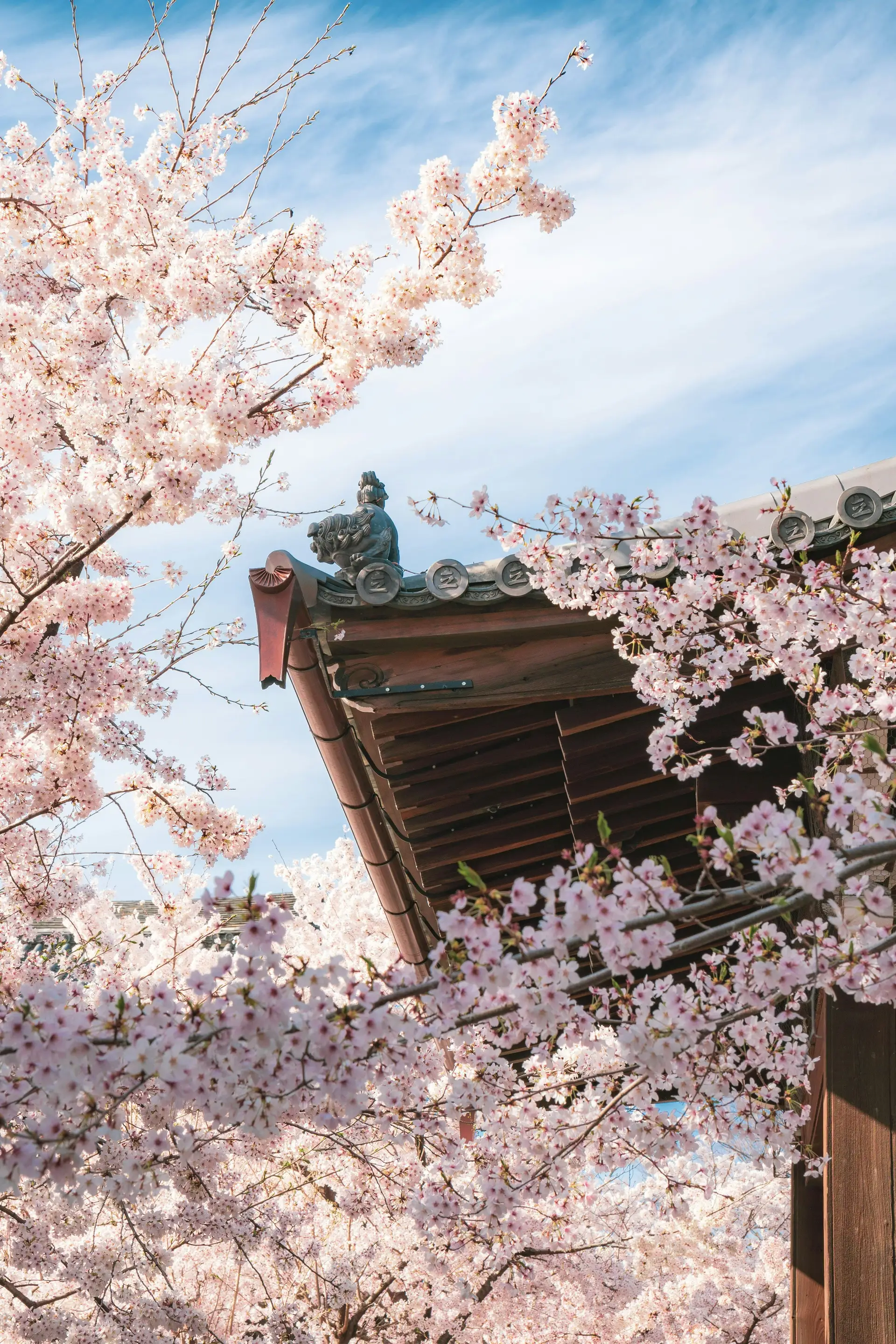 Fleurs de cerisier Sakura en pleine floraison devant un temple traditionnel à Kyoto au Japon.