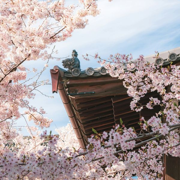 Voyage au Japon - Fleurs de cerisier Sakura à Kyoto