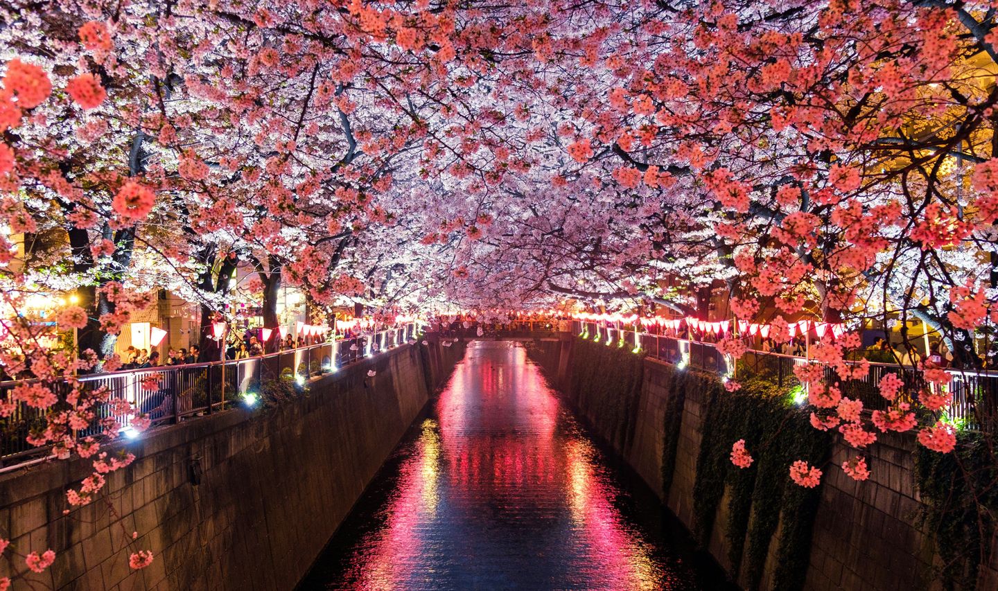 Voyage au Japon - Canal et temple, cerisiers sakura