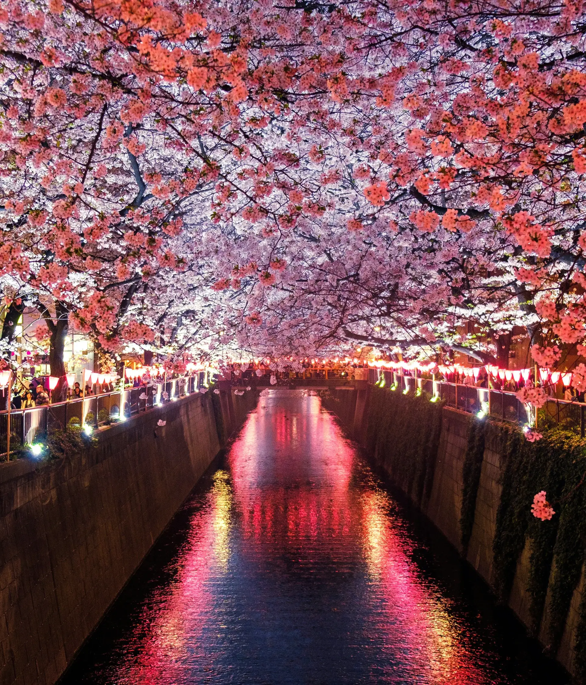 Voyage au Japon - Canal et temple, cerisiers sakura