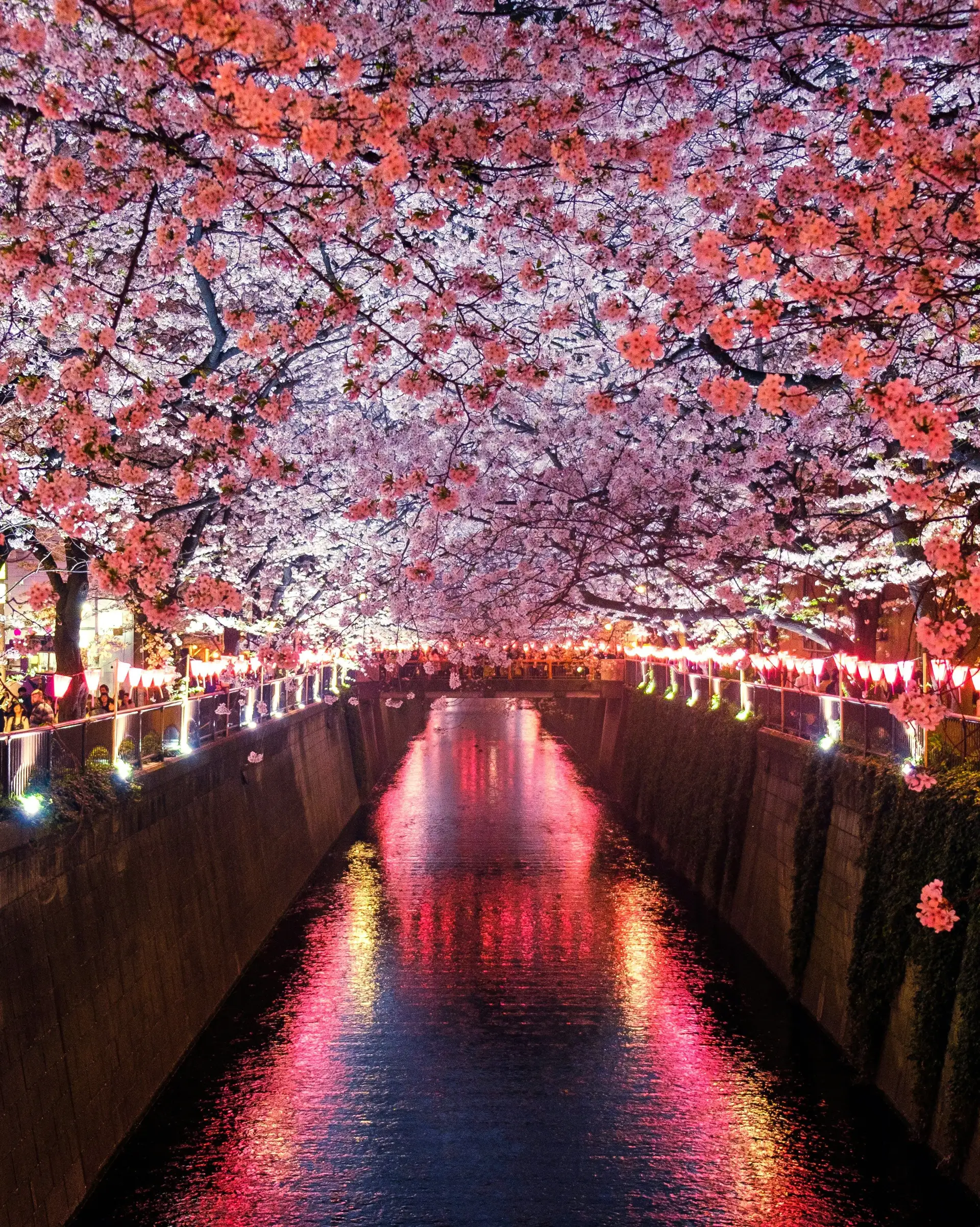 Voyage au Japon - Canal et temple, cerisiers sakura