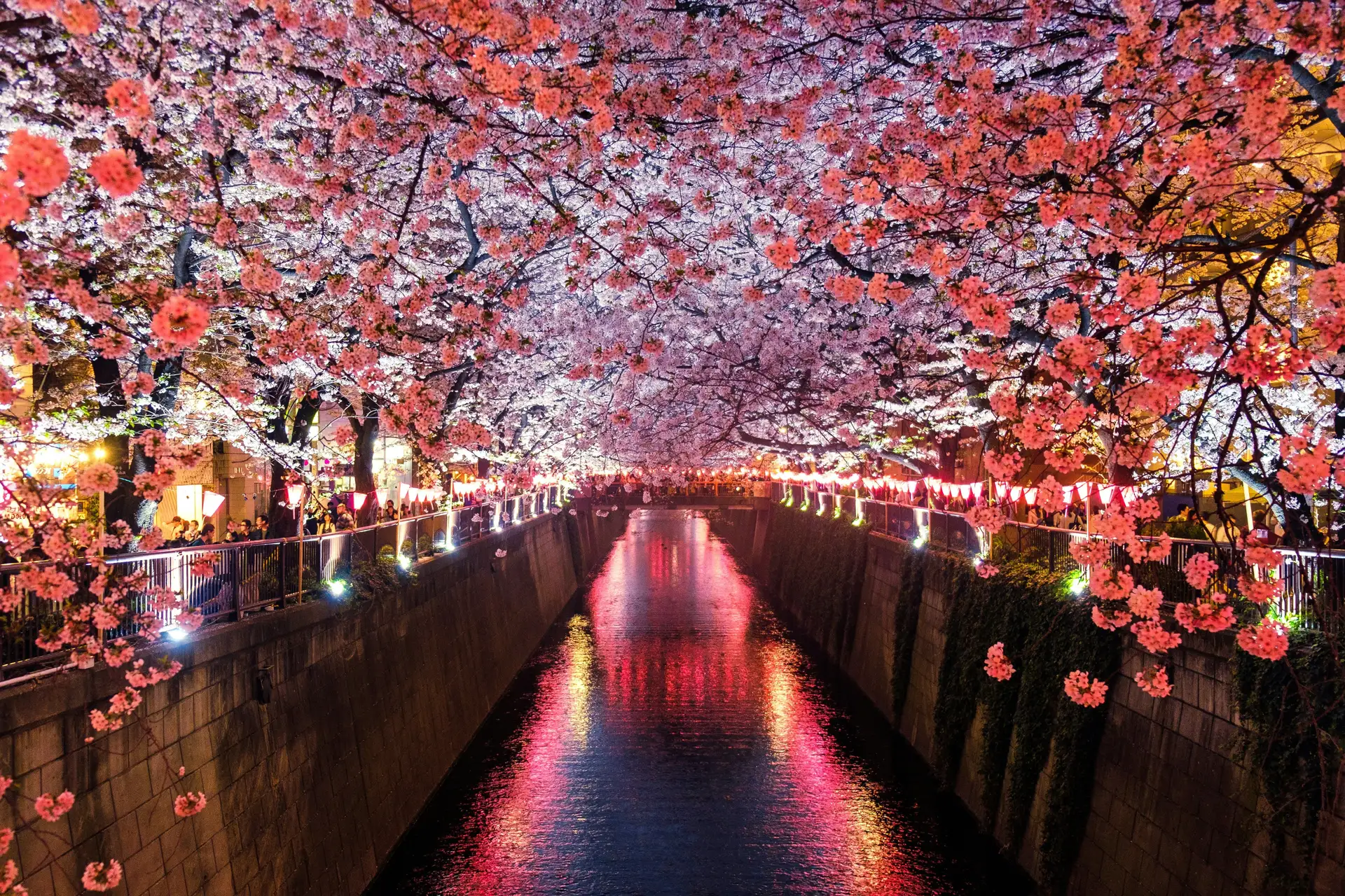 Voyage au Japon - Canal et temple, cerisiers sakura