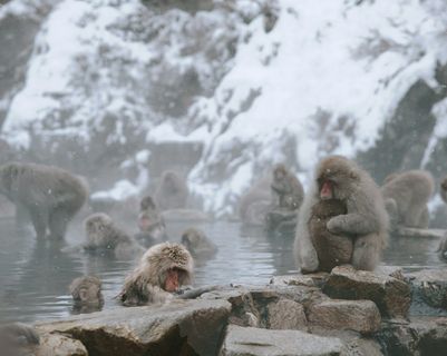 Voyage au Japon – Les singes de Jigokudani