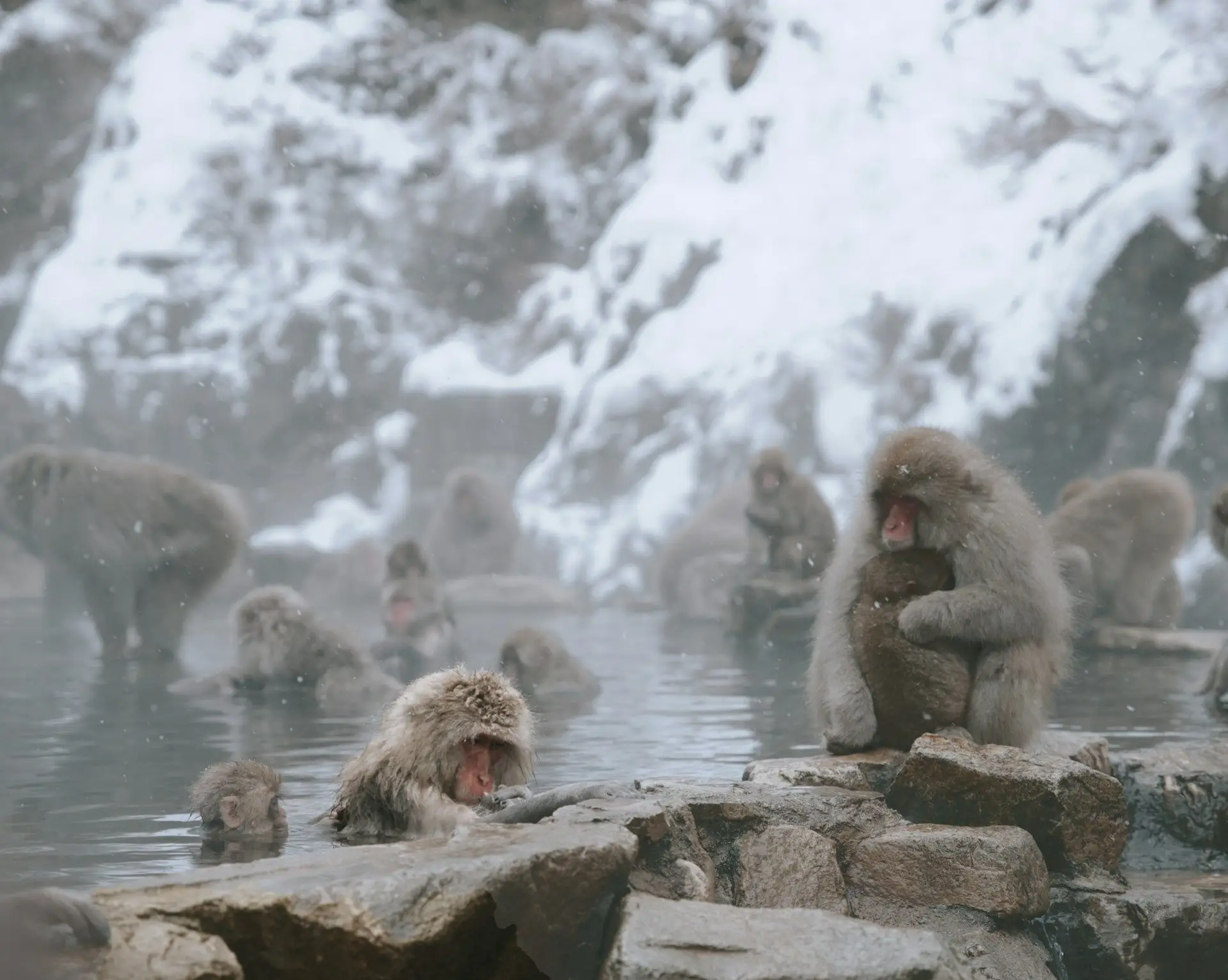 Voyage au Japon – Les singes de Jigokudani