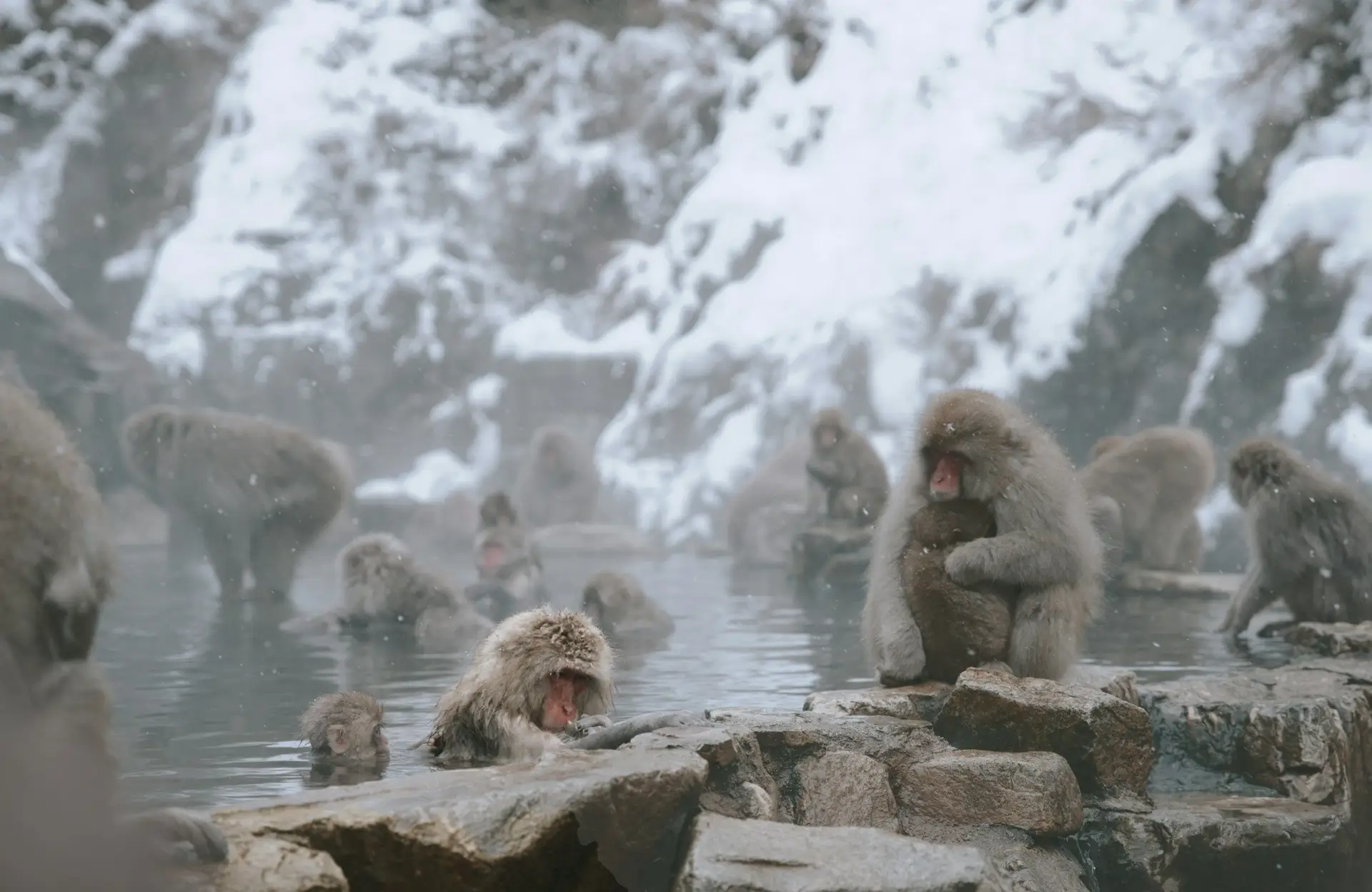 Voyage au Japon – Les singes de Jigokudani