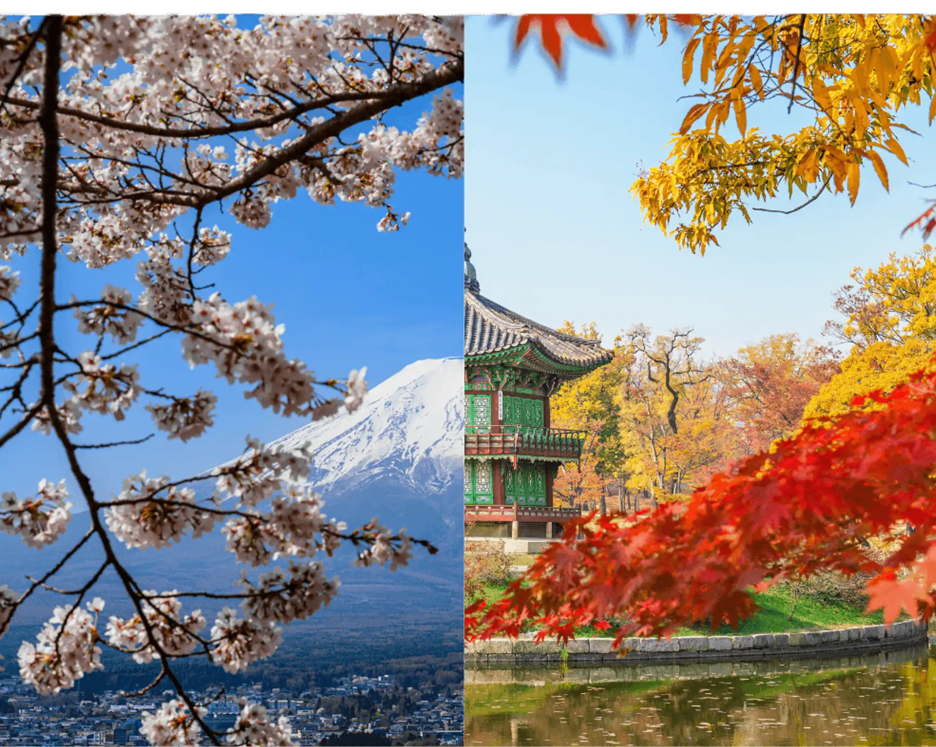 Image opposant le mont Fuji sous les cerisiers et un temple corée sous les momiji