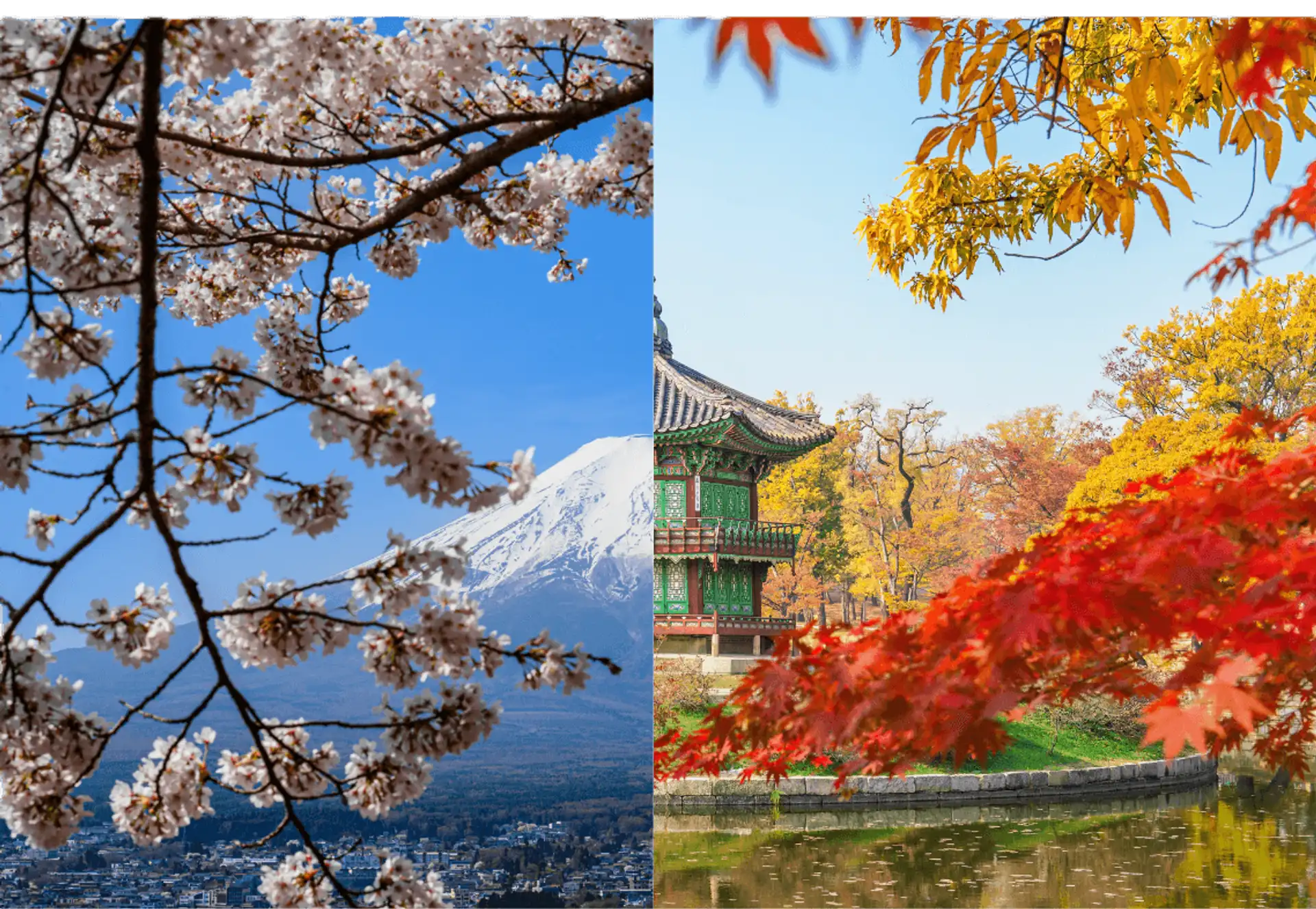 Image opposant le mont Fuji sous les cerisiers et un temple corée sous les momiji