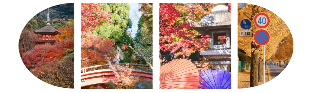 Carrousel de photo de l'automne entre momiji et gingko