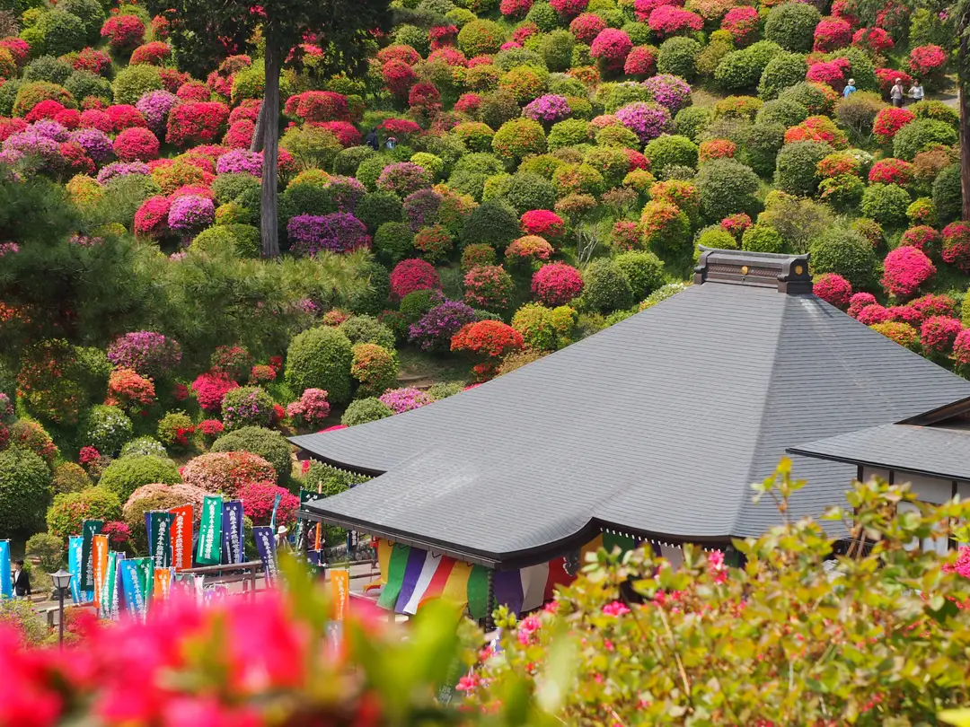 Floraison des Azalées autour du temple Shiofune Kannon-ji