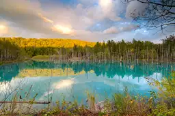 Voyage au Japon — L'étang bleu (Blue Pond) à Biei sur l'île d'Hokkaido, un paysage naturel hors des sentiers battus.