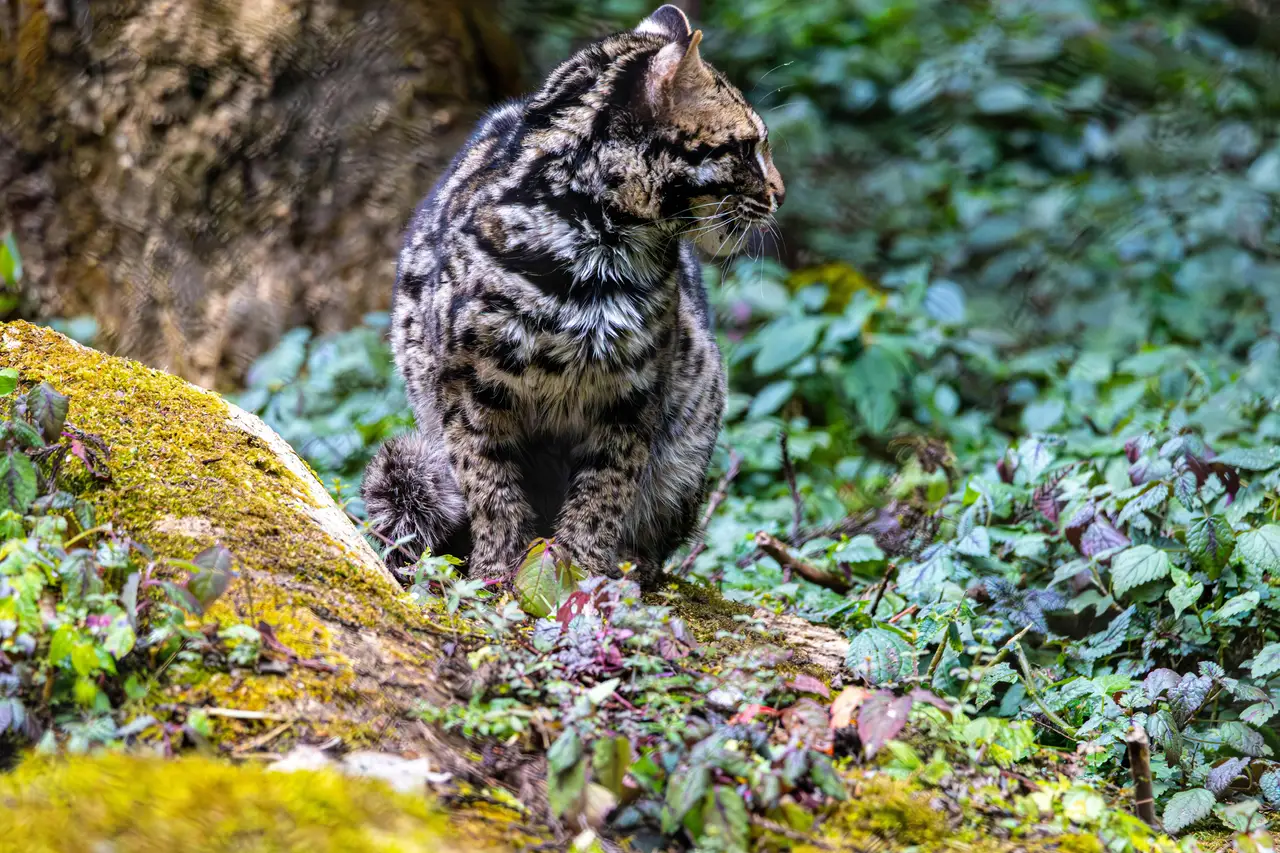 Voyage au Japon — Le chat sauvage d'Iriomote, espèce rare et endémique protégée au Wildlife Center d'Okinawa.