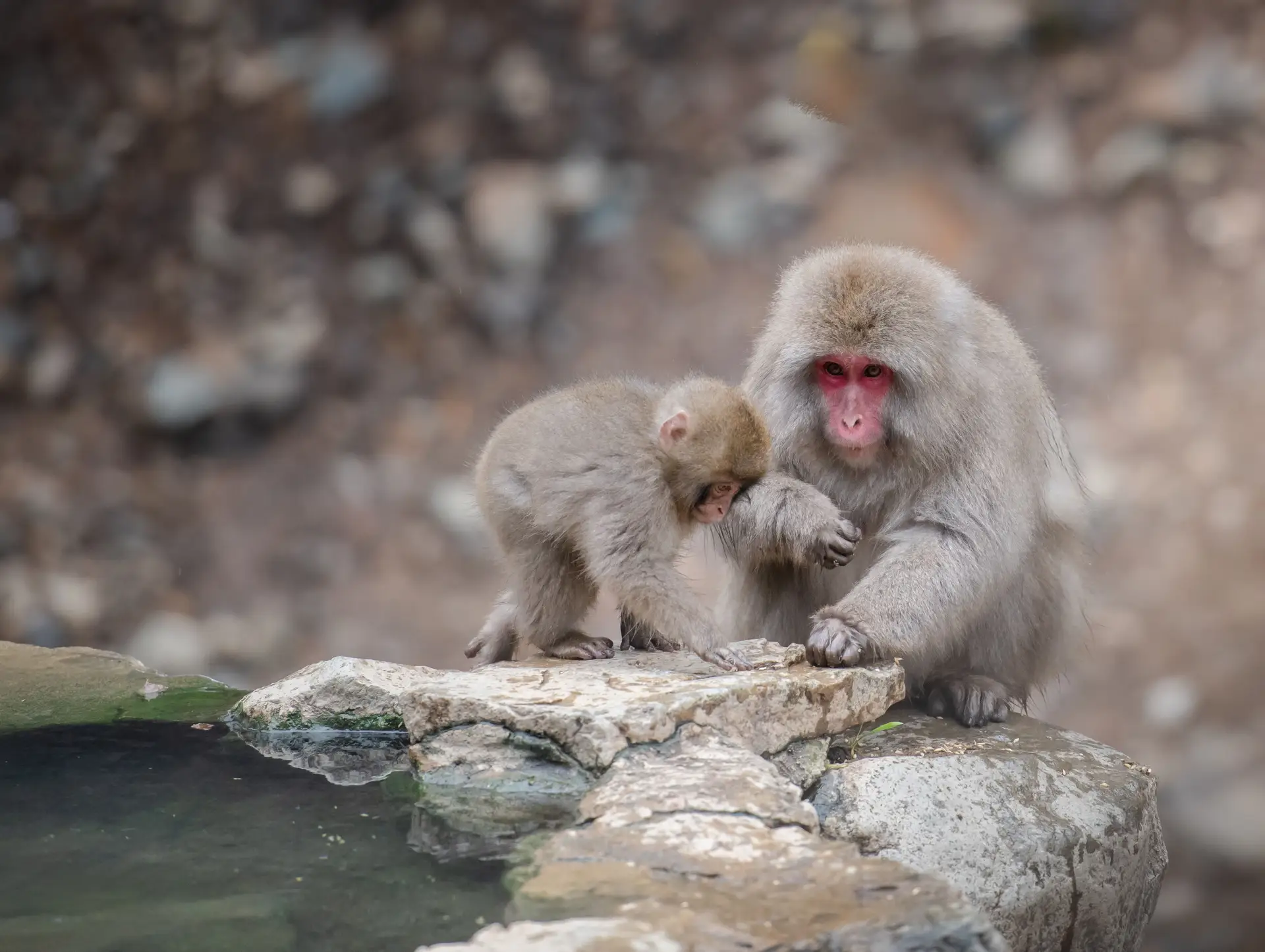 Activités uniques à vivre au Japon