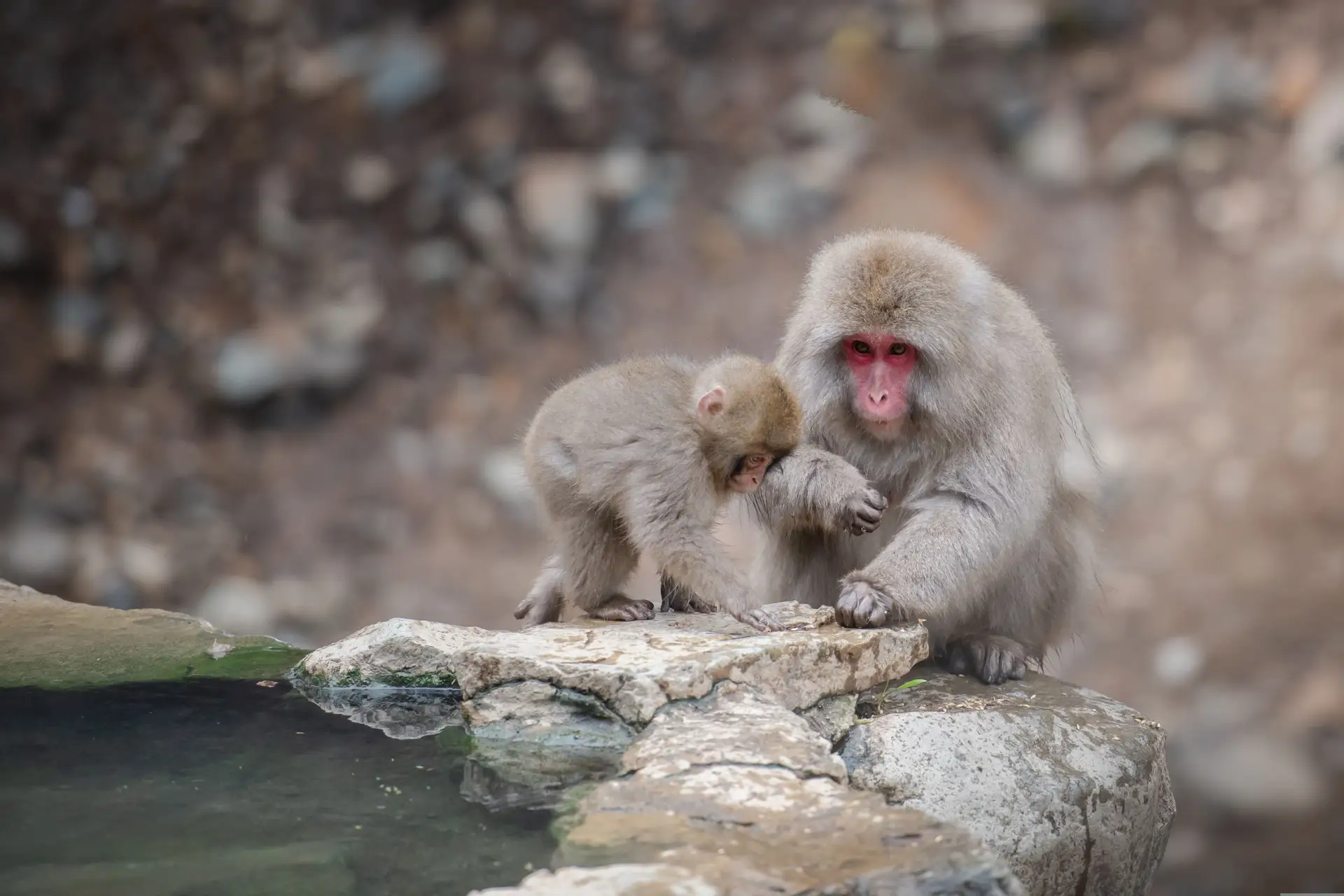 Macaque du Japon et son petit se baignant dans une source chaude onsen à la réserve de Jigokudani à Nagano au Japon.
