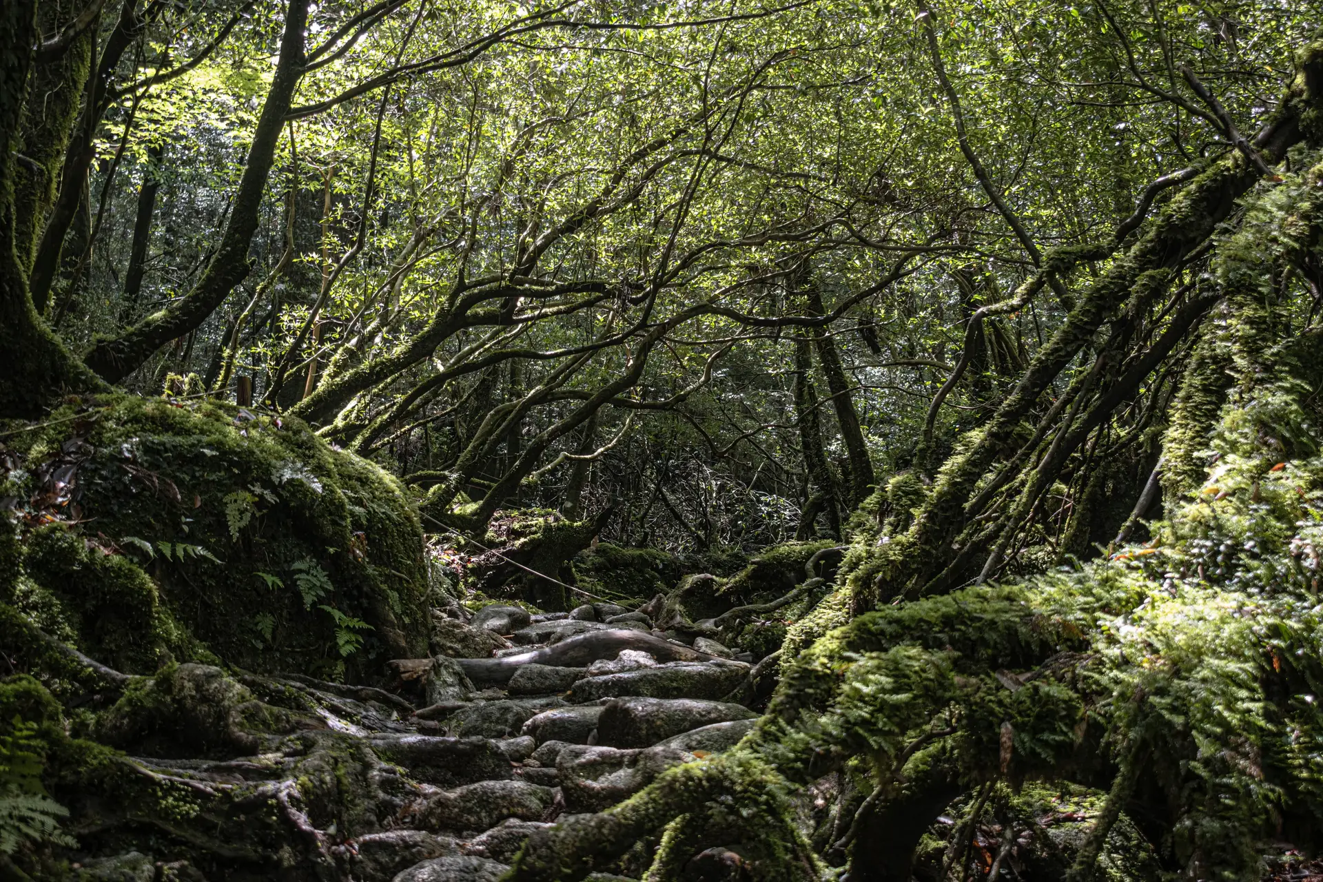 Forêt à Yakushima