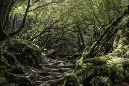 Guide voyage Japon : la forêt de Yakushima inspirée par les mangas et animes