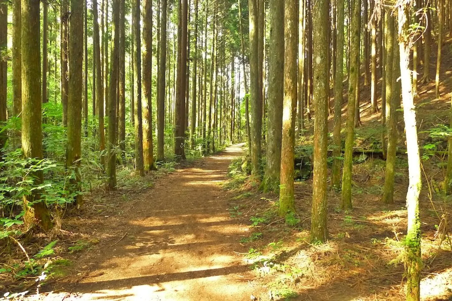 Chemin de randonnée entre Magome et Tsumago, Nakasendo