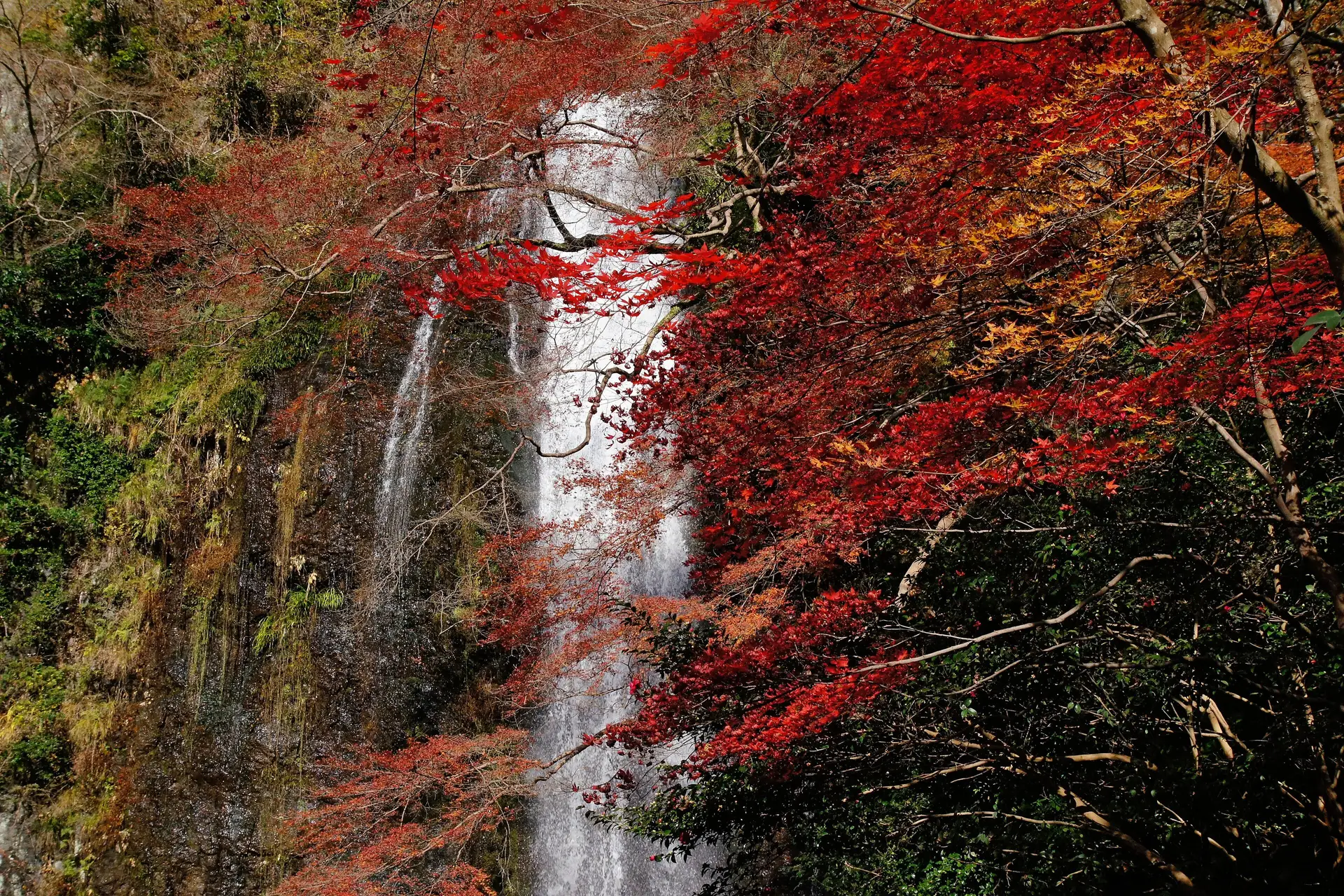 Voyage en Asie — Les chutes d'eau du parc Minoh à Osaka entourées de feuilles d'érable rouges en automne.