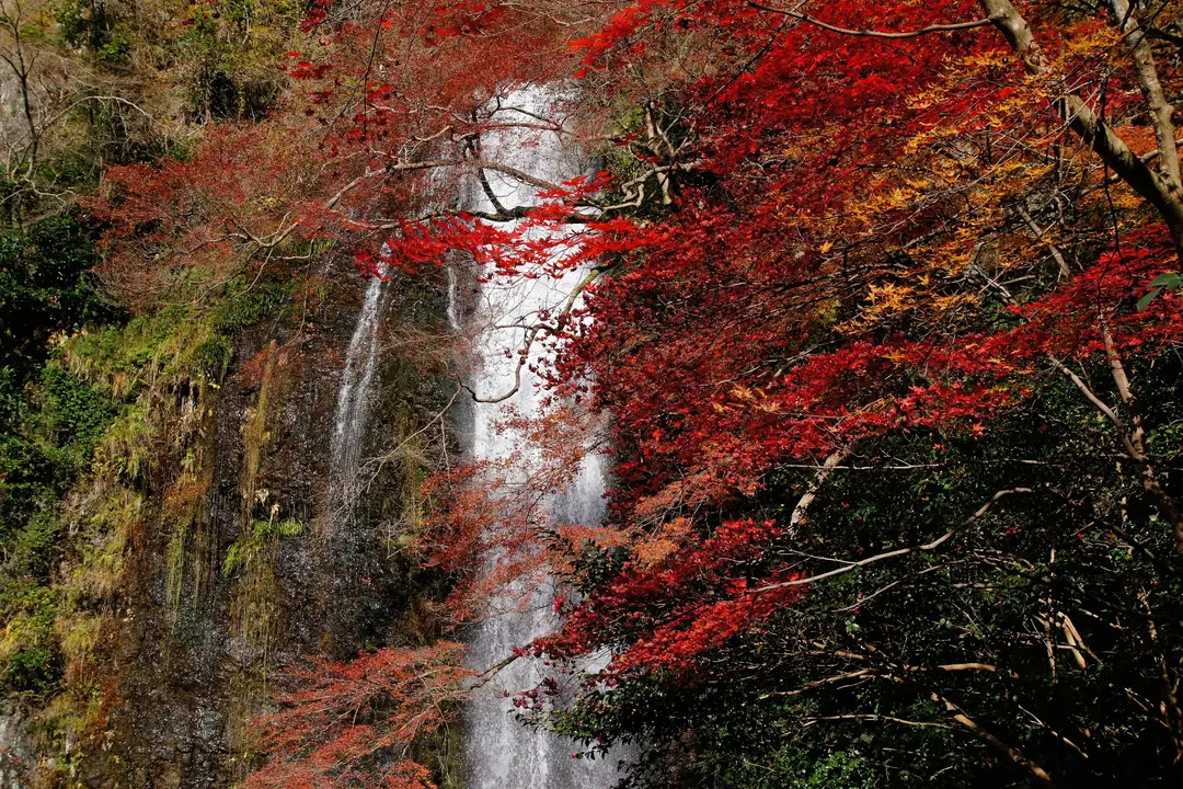 La cascade de Minoh entourée d'arbres aux feuilles d'automne rouges près d'Osaka au Japon