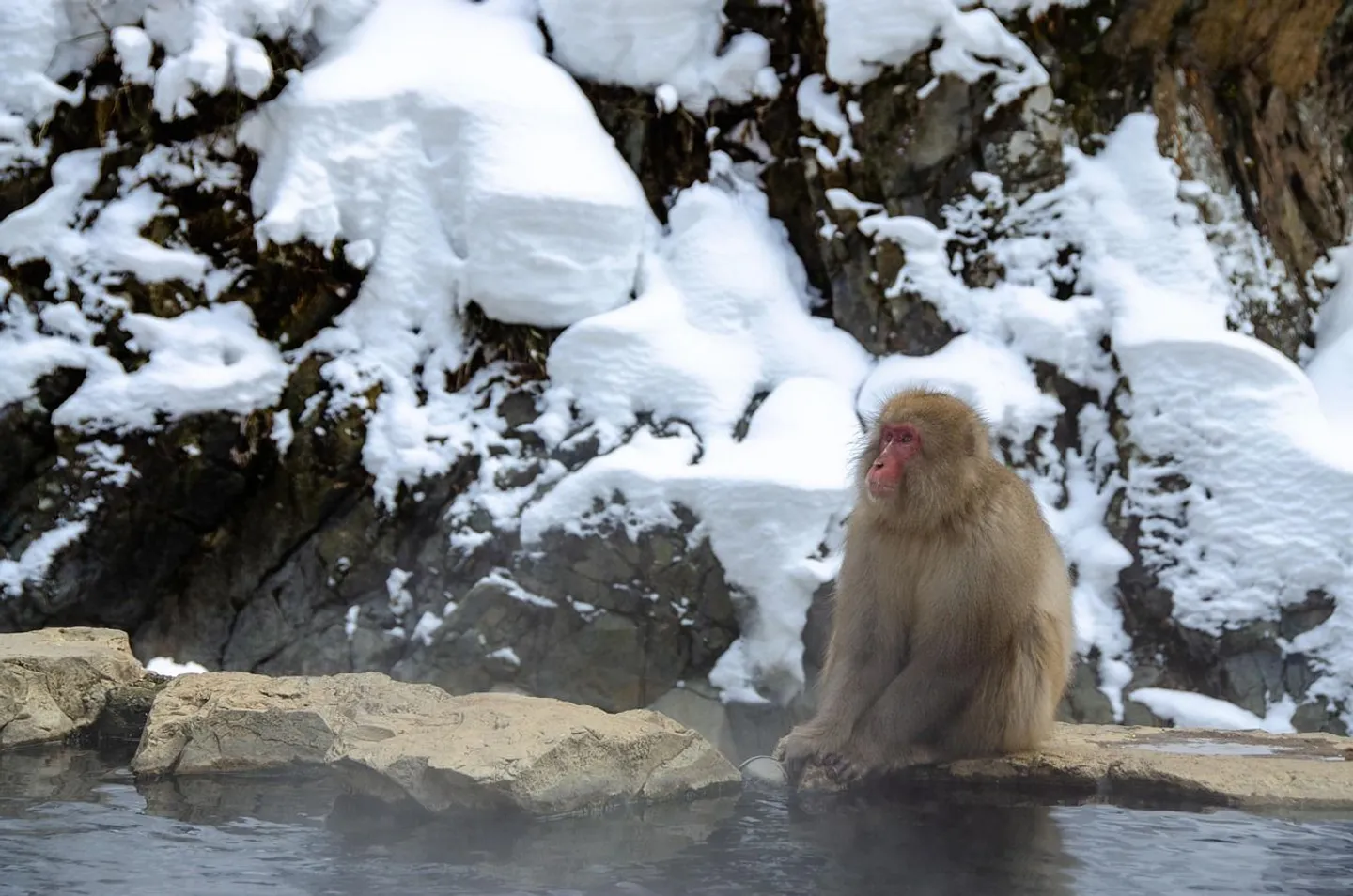 Voyage en Asie – singe des neiges dans les sources chaudes de Jigokudani à Nagano en hiver