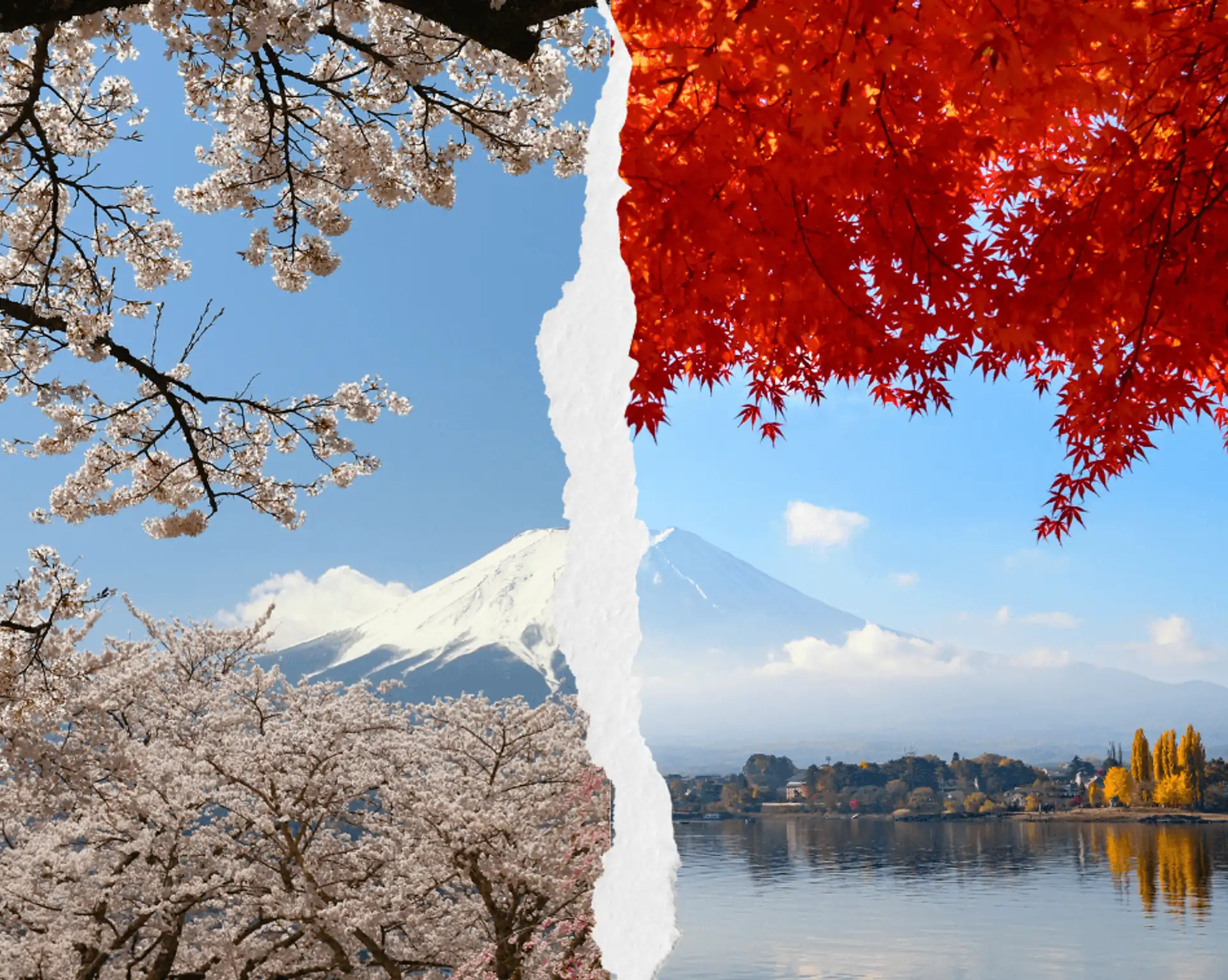 Printemps ou automne pour un voyage au Japon