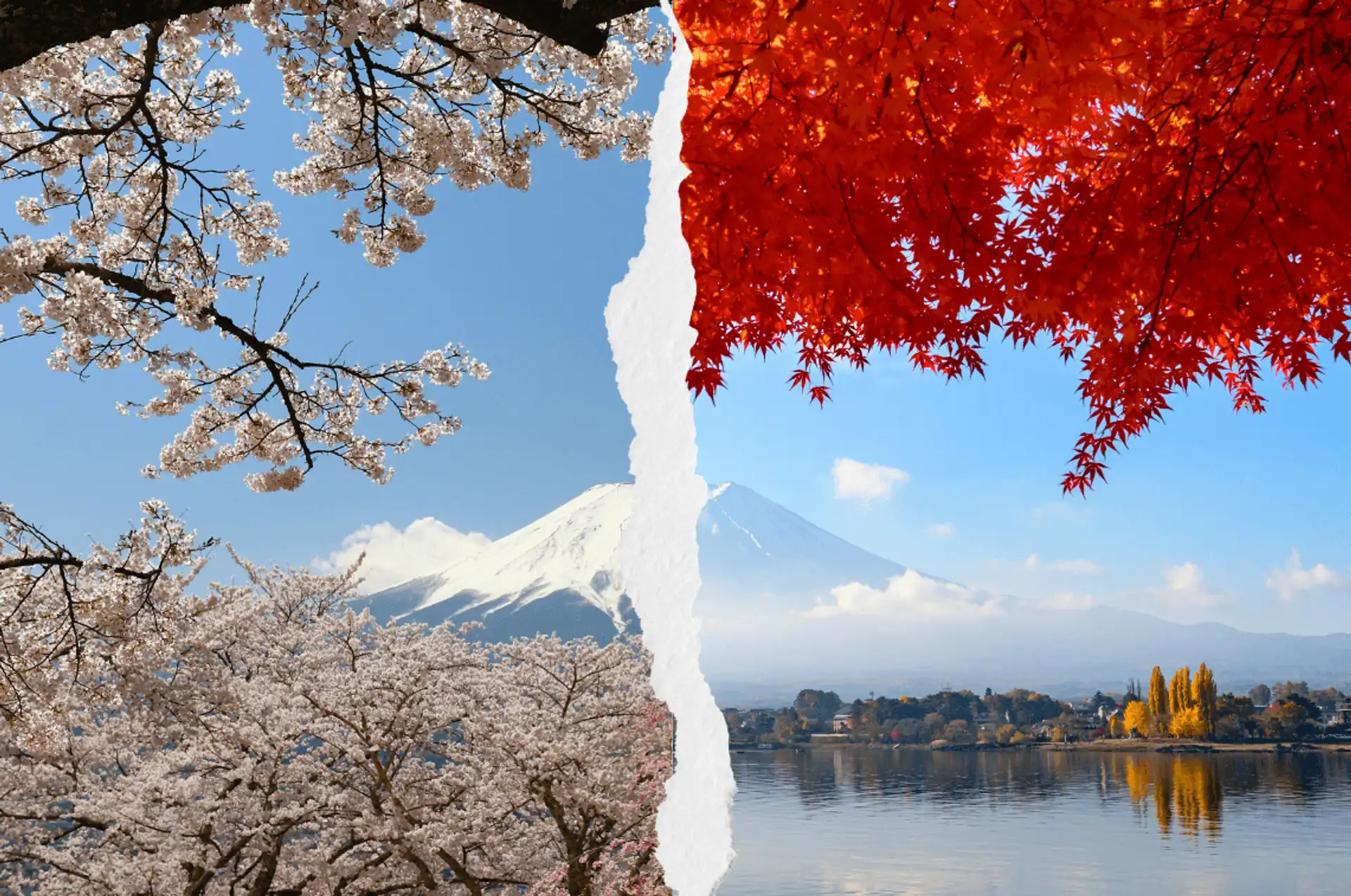 Printemps ou automne pour un voyage au Japon