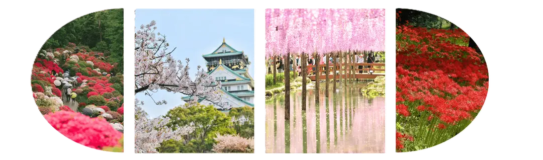 Carrousel de photo des floraisons au Japon