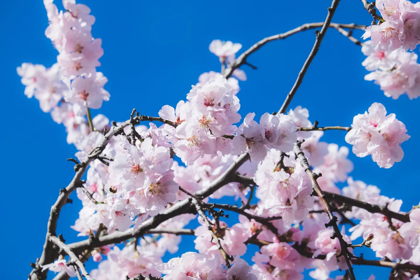 vue sur les sakura