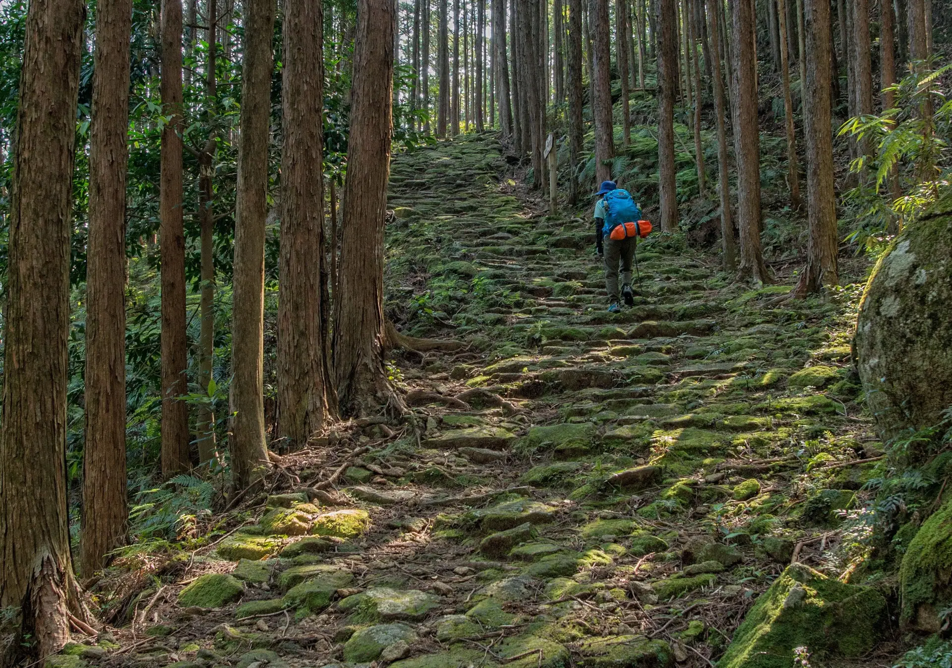 Randonneur marchant sur un sentier forestier aménagé entouré de cèdres centenaires et de végétation dense au Japon.