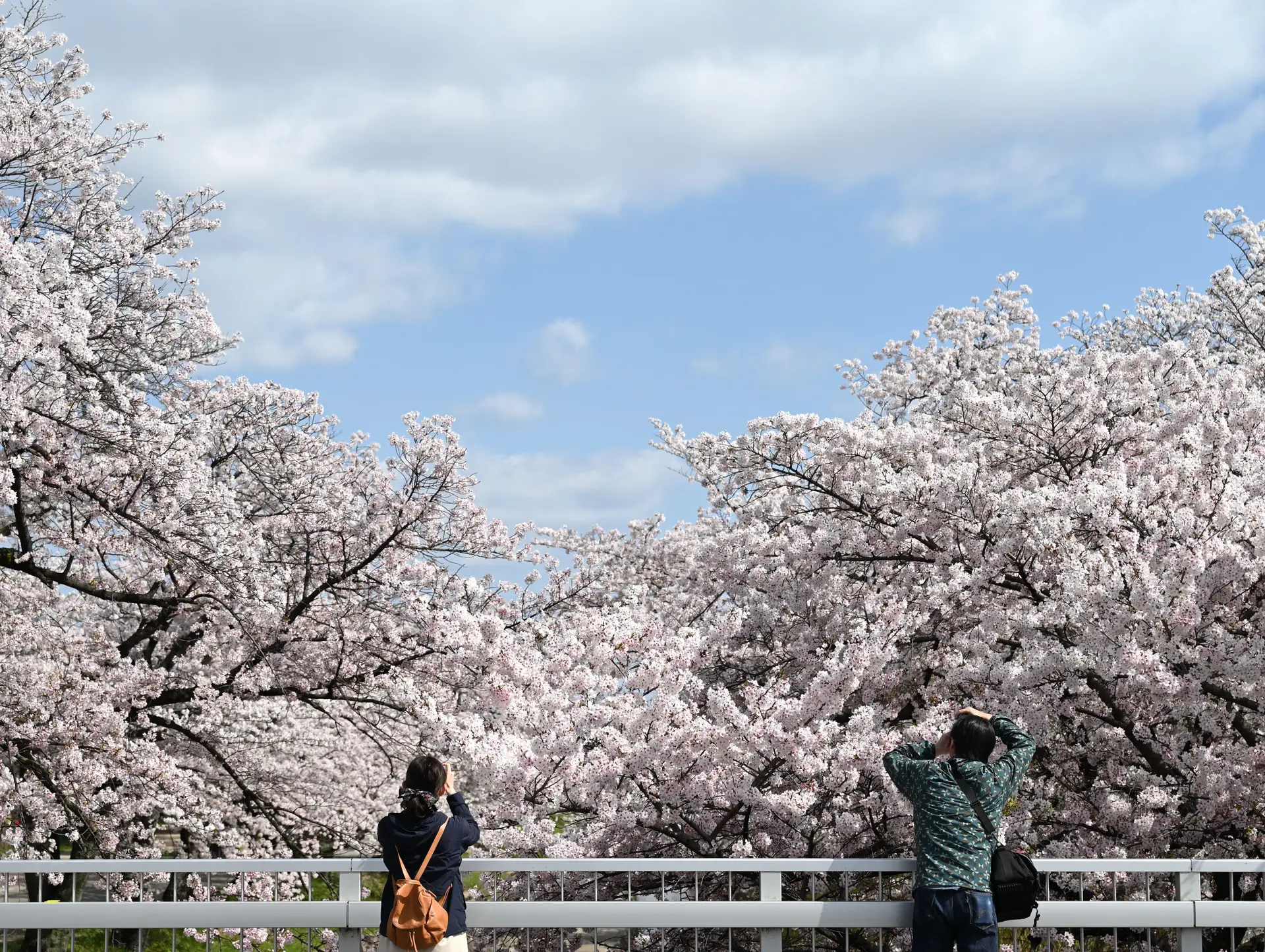 Guide des fleurs au Japon en 2026 : Préparez votre itinéraire selon les saisons