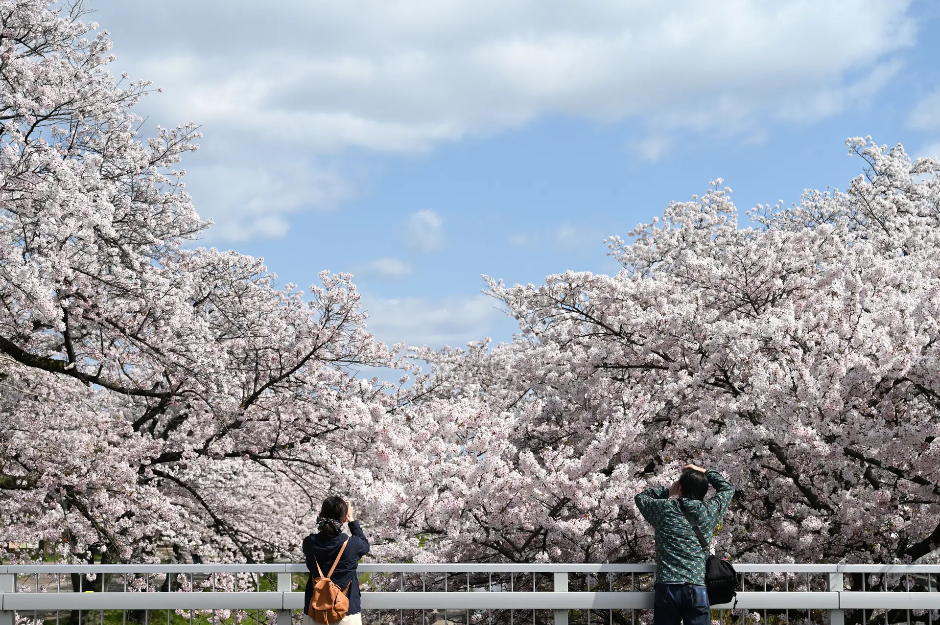 Vue sur les sakura au Japon depuis un pont
