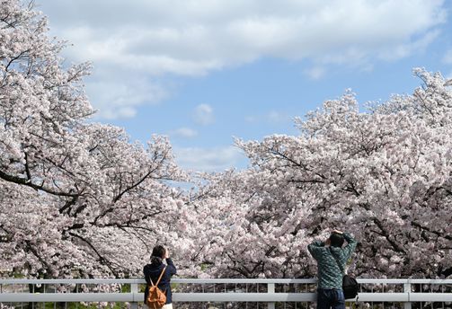 Vue sur les sakura au Japon depuis un pont