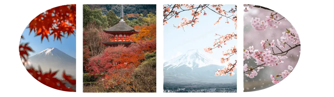 Découvrir les sakura et les momiji
