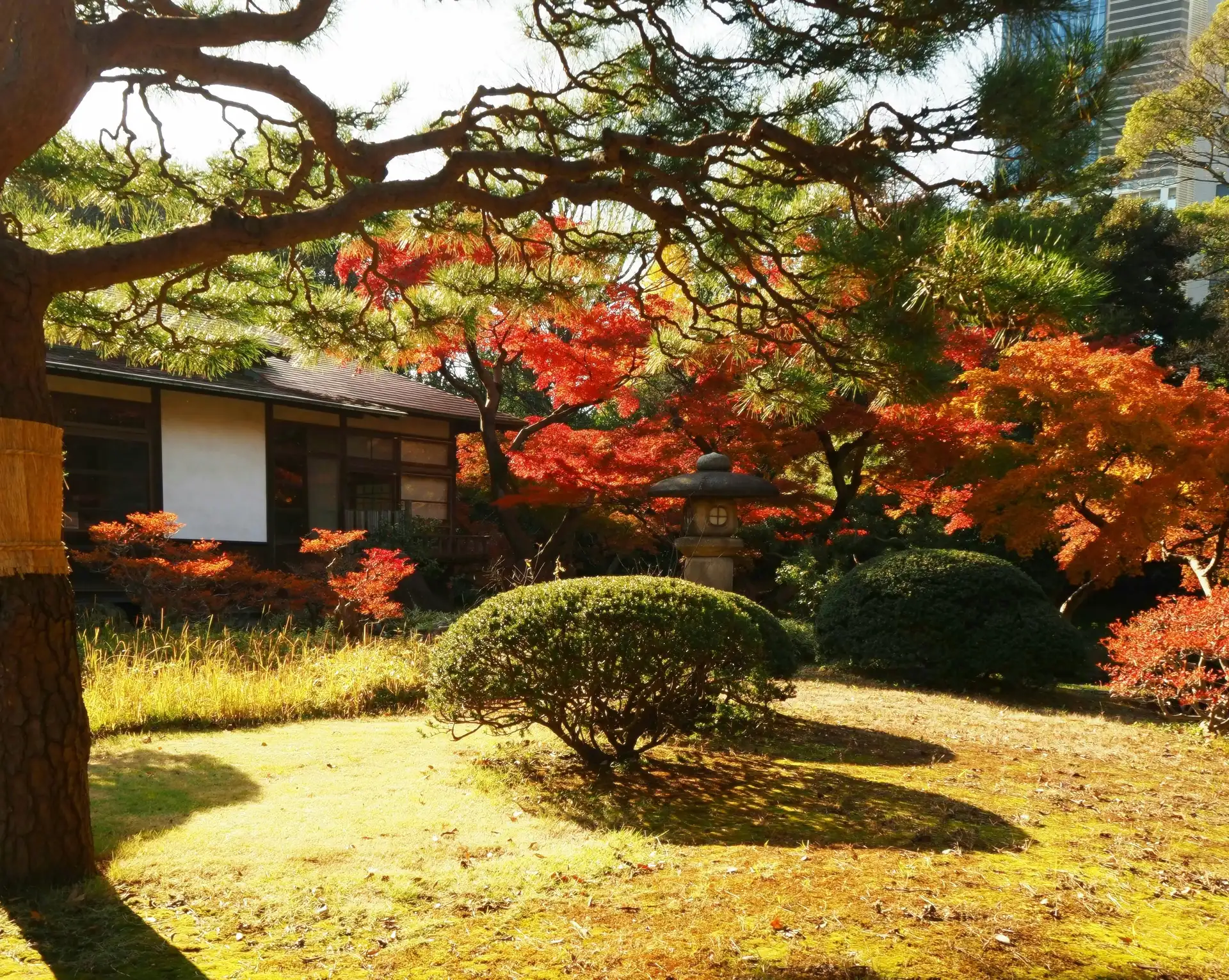 Symbolique des jardins japonais – Erables du Japon aux couleurs d'automne rouges flamboyantes près d'un pavillon traditionnel.