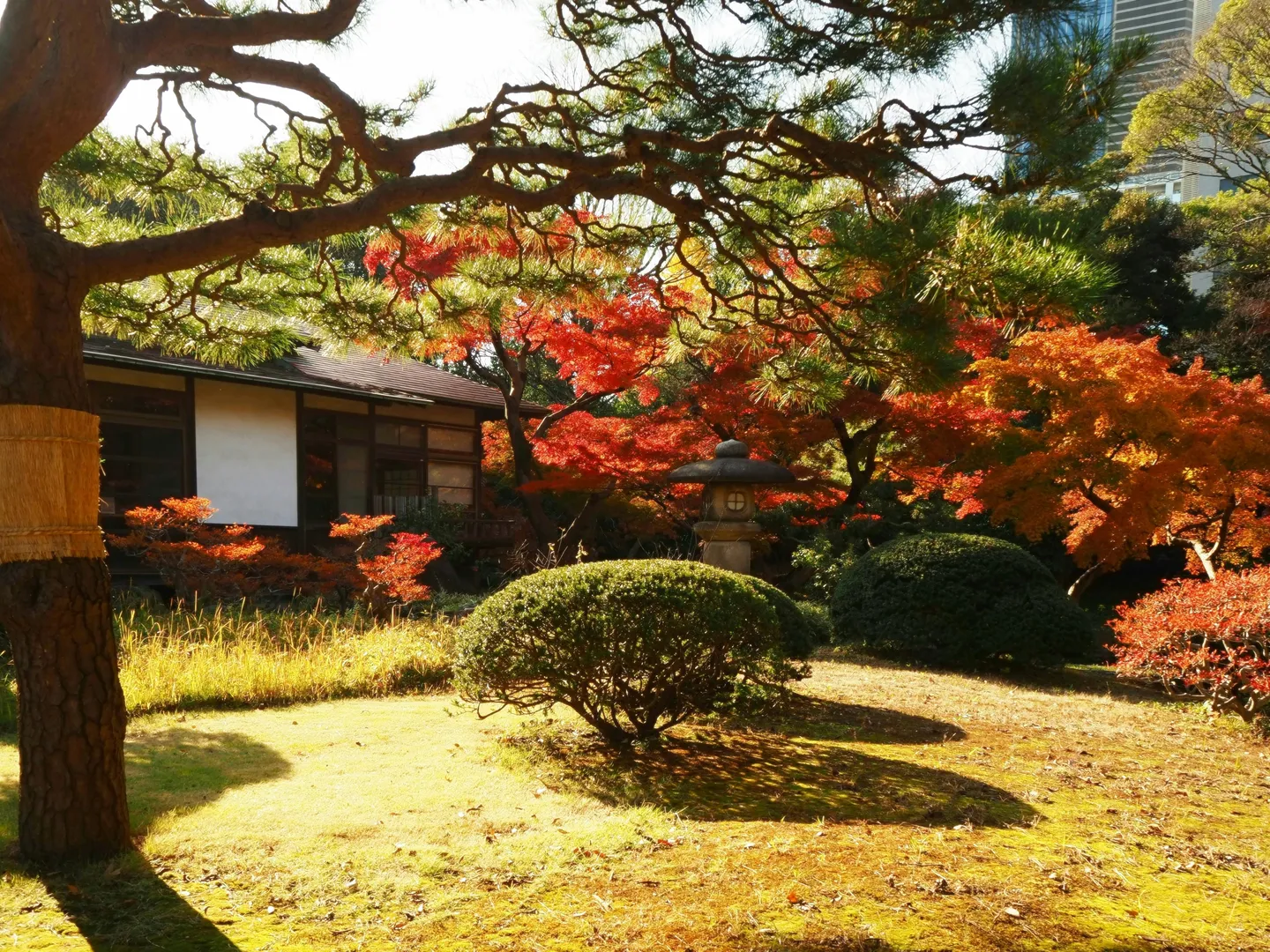 Vue sur un jardin japonais durant les momiji.