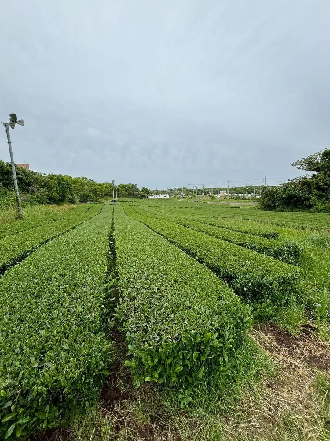 Alignements réguliers et verdoyants de buissons de théier dans une plantation de thé du musée Osulloc sur l'île de Jeju.