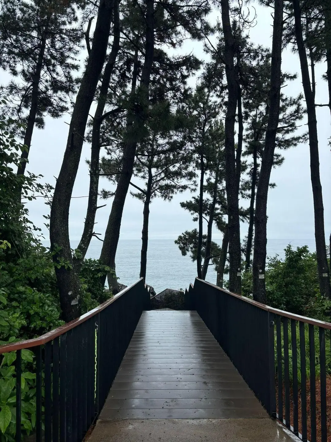 Une passerelle et un escalier en bois traversent une forêt de grands pins, menant vers une ouverture sur la mer.