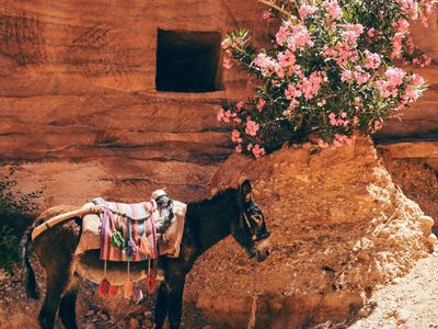 Que faire en Jordanie ?