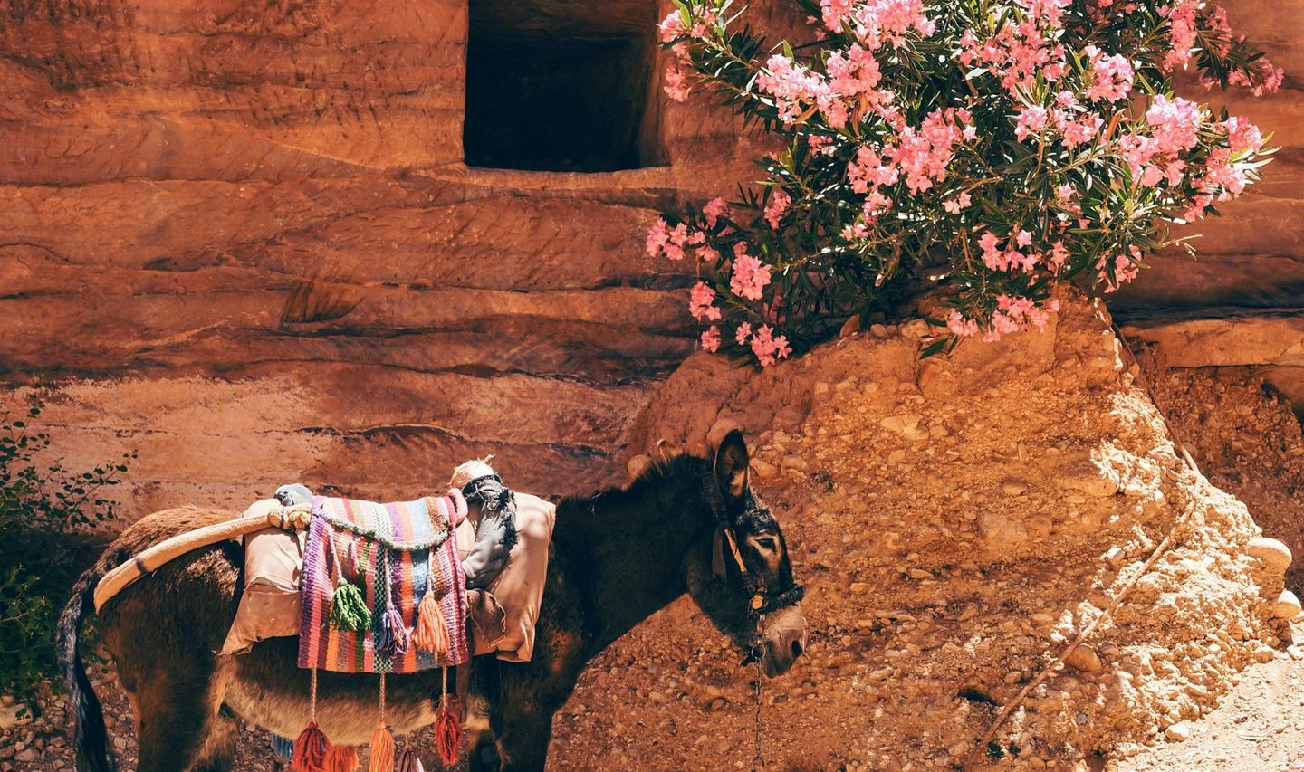 Voyage en Jordanie : âne et fleurs rose
